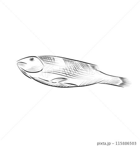 drawing lines. line art - fish. Vector minimalistic 115886503