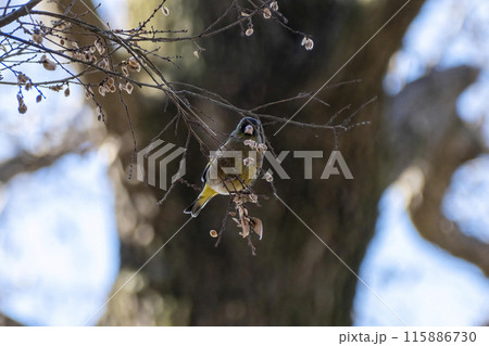 カワラヒラ 埼玉県さいたま市秋ヶ瀬公園 カワラヒラ 埼玉県さいたま市秋ヶ瀬公園 115886730
