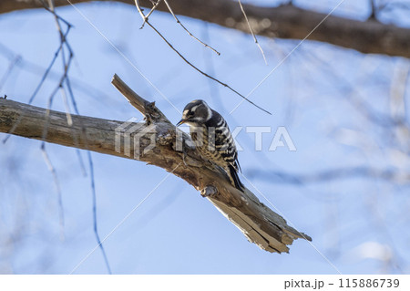 コゲラ　埼玉県さいたま市秋ヶ瀬公園 115886739