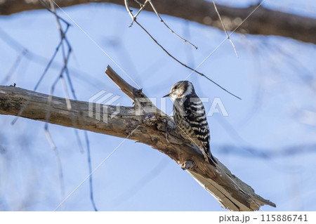 コゲラ　埼玉県さいたま市秋ヶ瀬公園 115886741