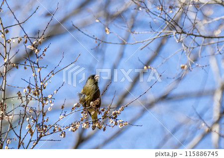 カワラヒラ 埼玉県さいたま市秋ヶ瀬公園 カワラヒラ 埼玉県さいたま市秋ヶ瀬公園 115886745
