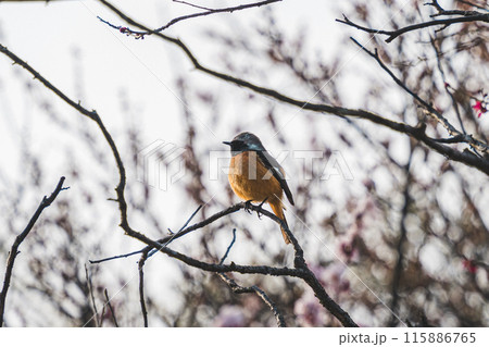 可愛いジョウビタキ 可愛いジョウビタキ 115886765