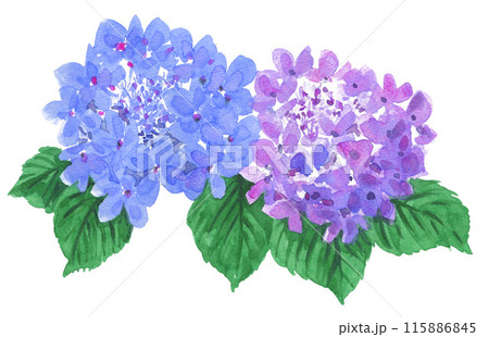 水彩で描いた紫陽花24625pix7 115886845