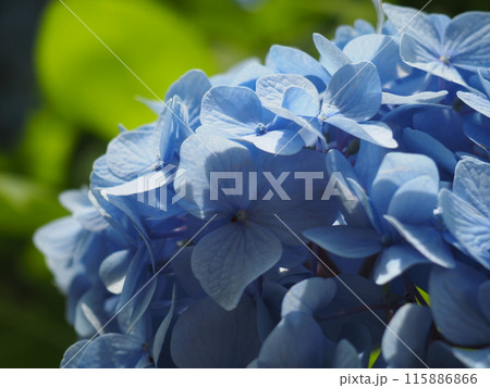 紫陽花 あじさい 形原 紫陽花 あじさい 形原 115886866
