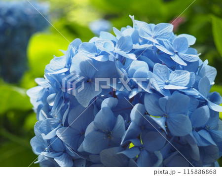 紫陽花 あじさい 形原 紫陽花 あじさい 形原 115886868