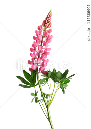 Pink lupine flower isolated on white background. Bunch of colorful lupines, spring flower. Pink lupine flower isolated on white background. Bunch of colorful lupines, spring flower. 115886901