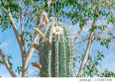 Cactus blooming. A flower bloomed on a cactus stalk 115887256