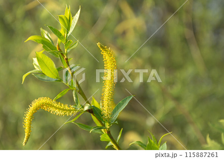 Yellow flowers of a herbaceous plant. Close-up, blurred, background Yellow flowers of a herbaceous plant. Close-up, blurred, background 115887261