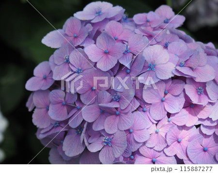 紫陽花 あじさい 形原 紫陽花 あじさい 形原 115887277