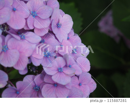 紫陽花　あじさい　形原　 115887281