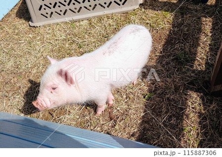 可愛らしいミニブタ 115887306