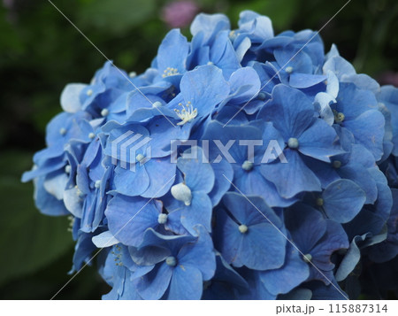 紫陽花 あじさい 形原 紫陽花 あじさい 形原 115887314