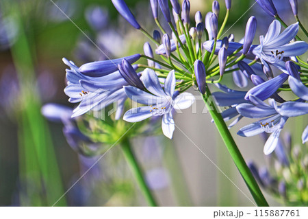 青色のアガパンサスの可憐な花（夏、六月） 115887761