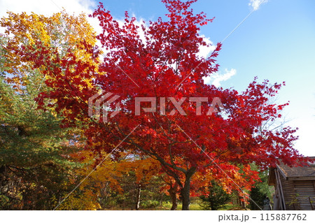 国鉄旧幸福駅跡秋色の紅葉4 国鉄旧幸福駅跡秋色の紅葉4 115887762
