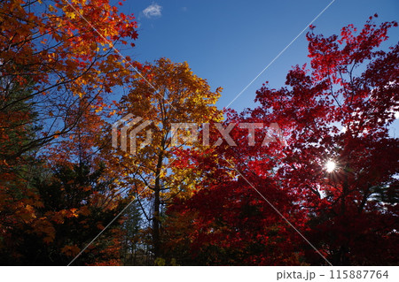 国鉄旧幸福駅跡秋色の紅葉5 国鉄旧幸福駅跡秋色の紅葉5 115887764
