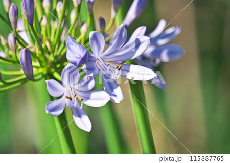 青色のアガパンサスの可憐な花(夏、六月) 青色のアガパンサスの可憐な花(夏、六月) 115887765