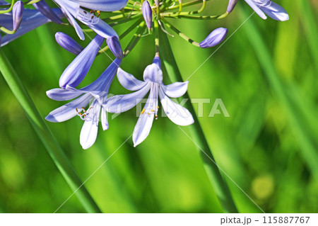 青色のアガパンサスの可憐な花（夏、六月） 115887767