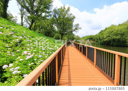 【香川県】梅雨時期の国営讃岐まんのう公園(紫陽花) 【香川県】梅雨時期の国営讃岐まんのう公園(紫陽花) 115887805