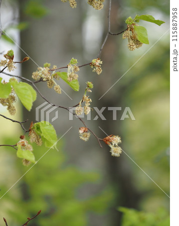 ブナの花 ブナの花 115887958