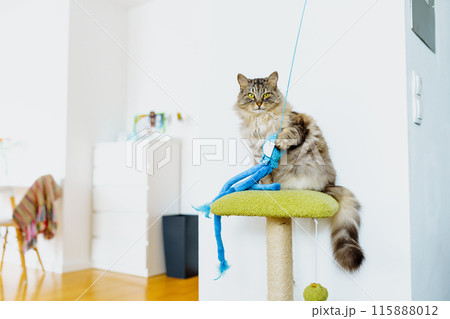 domestic gray cat plays with toy while sitting on cat tree 115888012