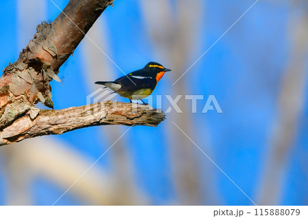 初夏の高原の森を彩る美しい黄色とオレンジの野鳥、人気者の渡り鳥キビタキ 115888079