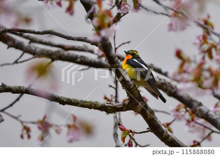 初夏の高原の森を彩る美しい黄色とオレンジの野鳥、人気者の渡り鳥キビタキ 初夏の高原の森を彩る美しい黄色とオレンジの野鳥、人気者の渡り鳥キビタキ 115888080
