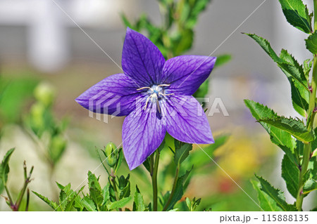 紫色のキキョウの花（夏、六月） 115888135