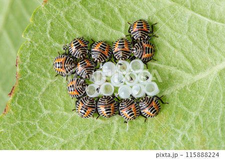 卵から孵化したばかりのキマダラカメムシ（幼虫） 115888224