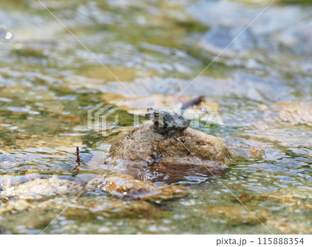 渓流の岩の上で見られるカジカガエル 115888354
