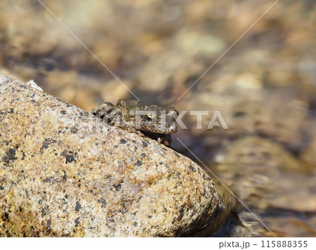渓流の岩の上で見られるカジカガエル 115888355