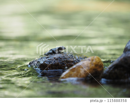 渓流の岩の上で見られるカジカガエル 115888358
