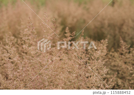Bent grass also known as bentgrass or colonial bent or Agrostis capillaris. Abstract neutral background. Bent grass also known as bentgrass or colonial bent or Agrostis capillaris. Abstract neutral background. 115888452