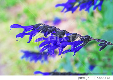 青紫色のサルビア・ガラニチカの花(夏、六月) 青紫色のサルビア・ガラニチカの花(夏、六月) 115888458