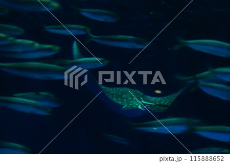 水族館の水槽を泳ぐ魚 115888652