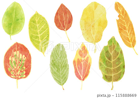 模様が面白い落ち葉のセット　水彩タッチ 115888669