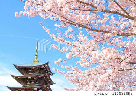 愛知県名古屋市、覚王山日泰寺五重塔と桜の風景 115888898