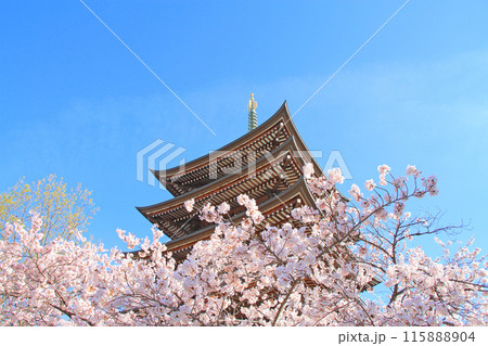 愛知県名古屋市、覚王山日泰寺五重塔と桜の風景 愛知県名古屋市、覚王山日泰寺五重塔と桜の風景 115888904