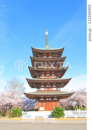 愛知県名古屋市、覚王山日泰寺五重塔と桜の風景 愛知県名古屋市、覚王山日泰寺五重塔と桜の風景 115888905