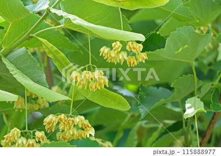 黄色いボダイジュの花(夏、六月) 黄色いボダイジュの花(夏、六月) 115888977