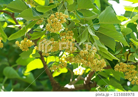 黄色いボダイジュの花（夏、六月） 115888978