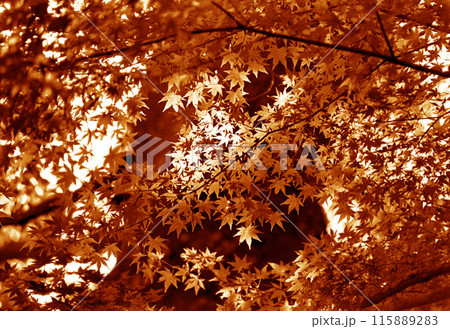 モミジ　秋のイメージ 115889283