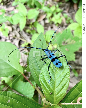 ルリボシカミキリ_カミキリムシ_青色の写真素材 [115889481] - PIXTA