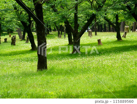 公園の木と草原 公園の木と草原 115889560