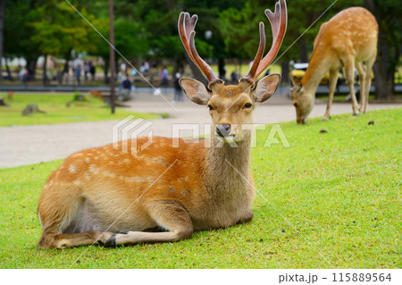 奈良公園の芝生で休む牡鹿 奈良公園の芝生で休む牡鹿 115889564