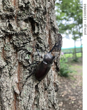 樹液に集まるカブトムシ 115889668