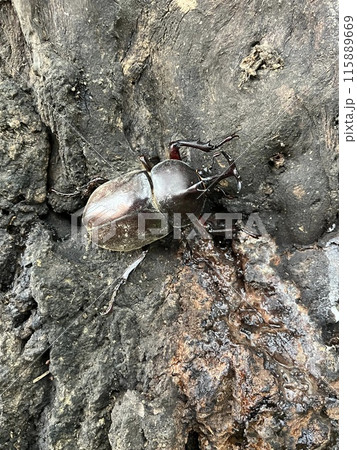 樹液に集まるカブトムシ 樹液に集まるカブトムシ 115889669