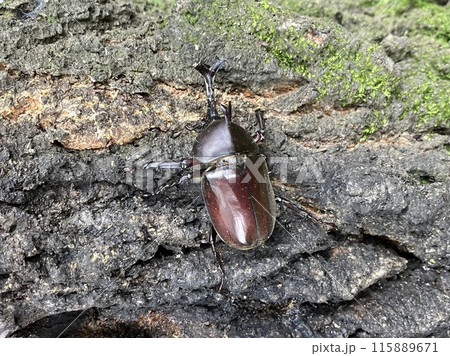 樹液に集まるカブトムシ 樹液に集まるカブトムシ 115889671