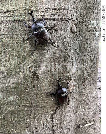 樹液に集まるカブトムシ 樹液に集まるカブトムシ 115889679