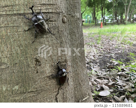 樹液に集まるカブトムシ 樹液に集まるカブトムシ 115889681