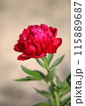 赤い芍薬の花 115889687